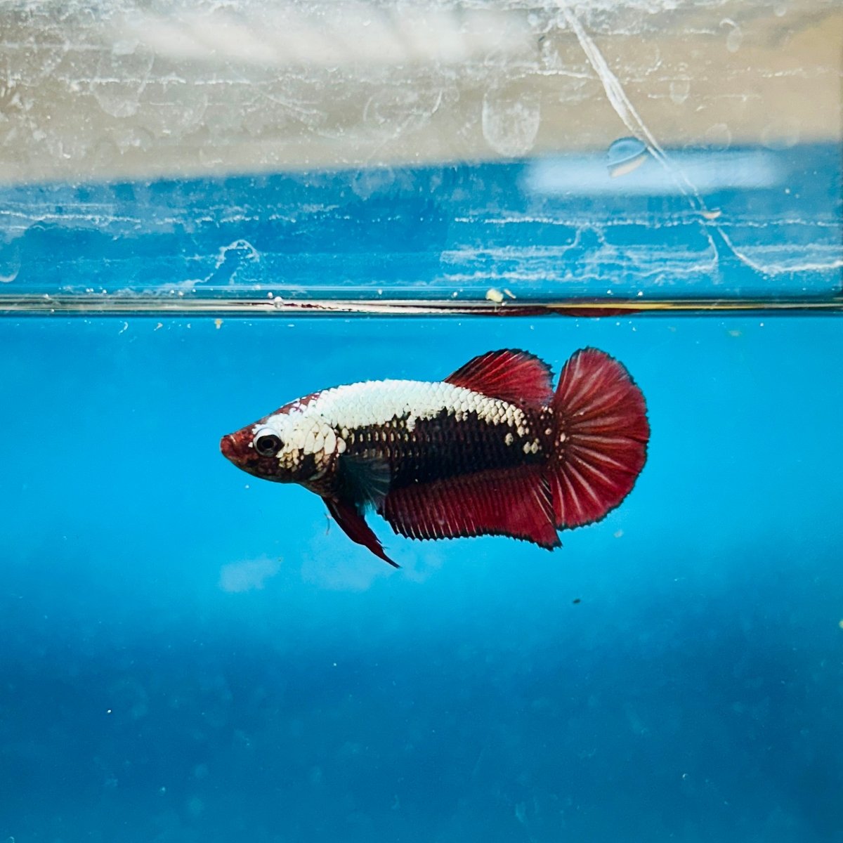 Plakat Red Samurai Female Betta Comp Grade 148
