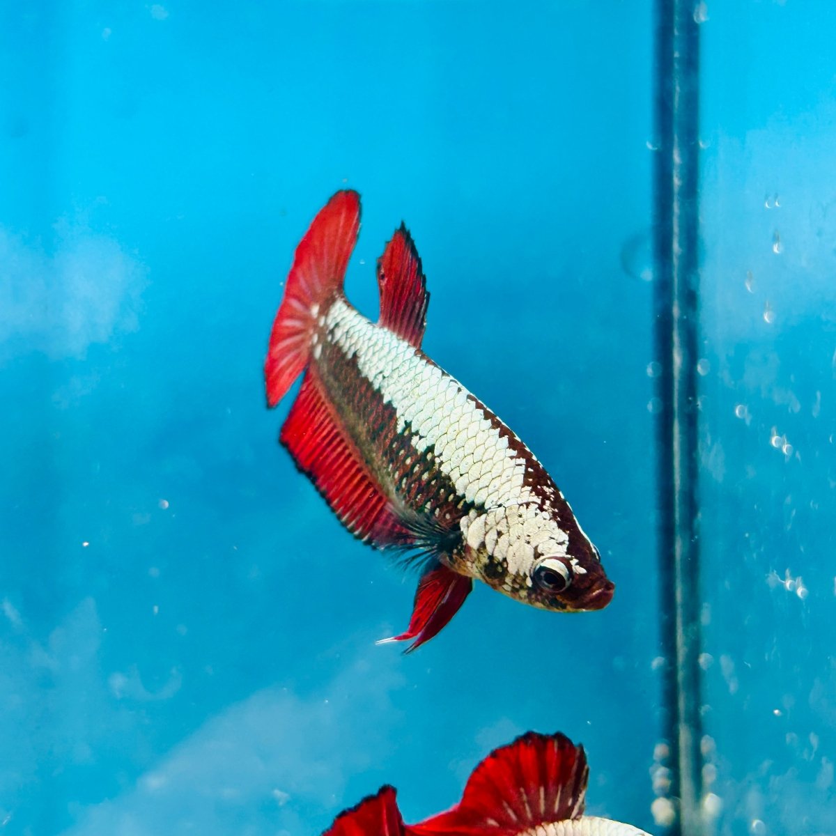Plakat Red Samurai Female Betta Comp Grade 148