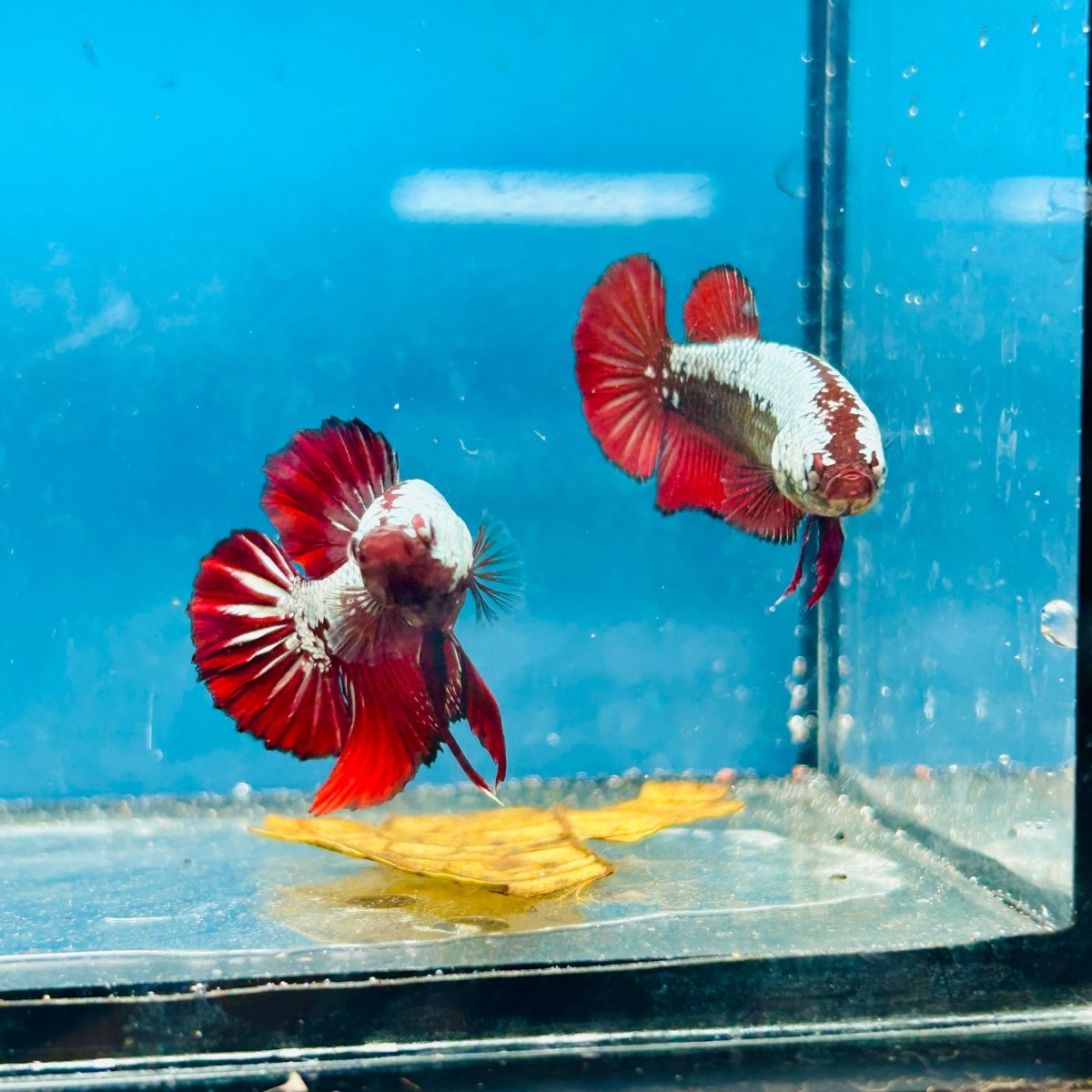 Plakat Red Samurai Female Betta Comp Grade 148