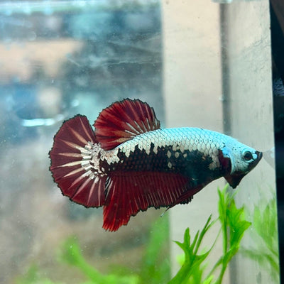 Plakat Red Samurai - Male Betta 049