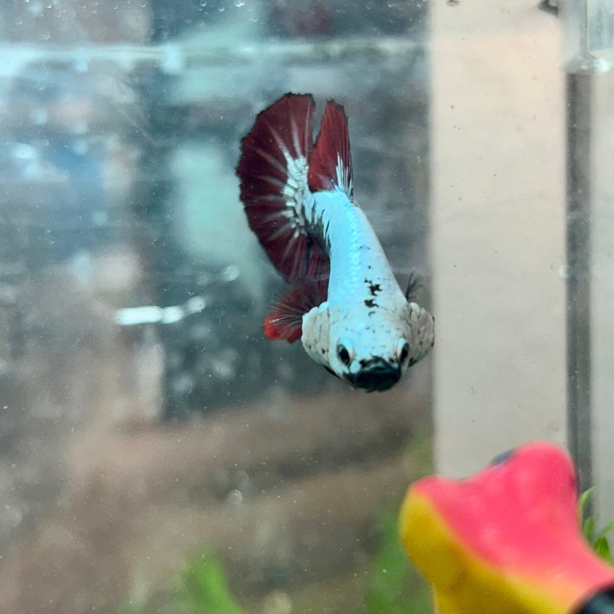 Plakat Red Samurai - Male Betta 049