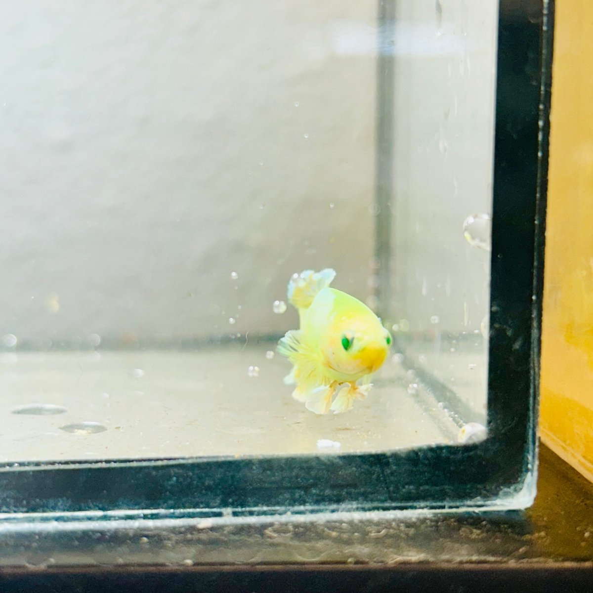 Plakat Rosetail Yellow Neon Female Betta 106