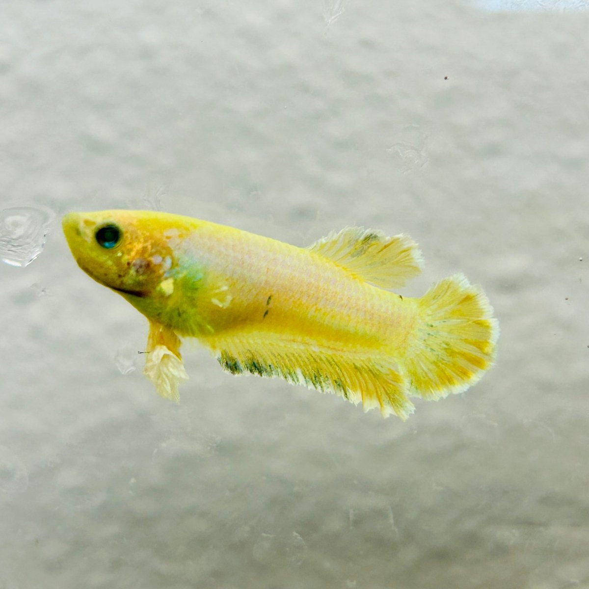 Plakat Rosetail Yellow Neon Female Betta 106