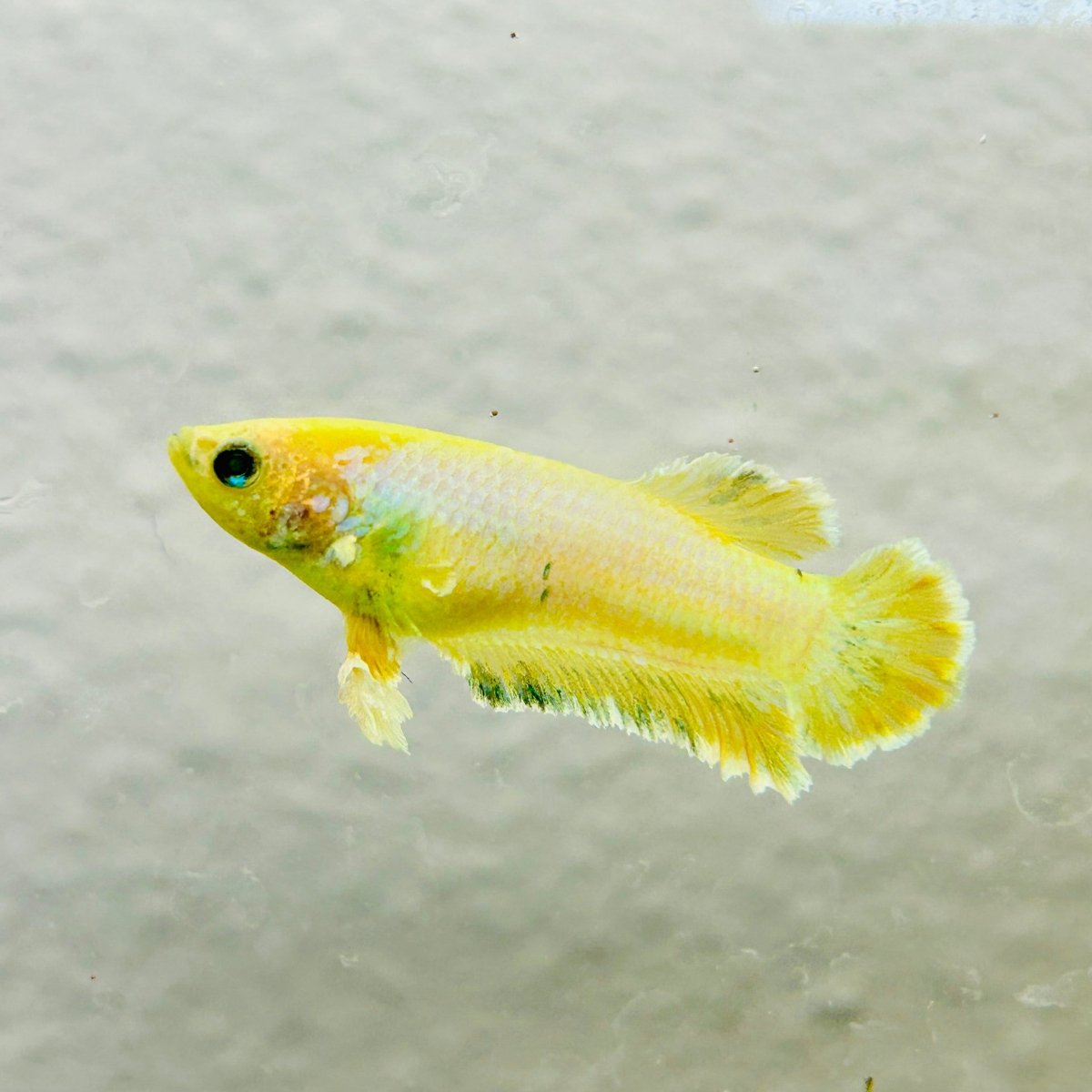 Plakat Rosetail Yellow Neon Female Betta 106