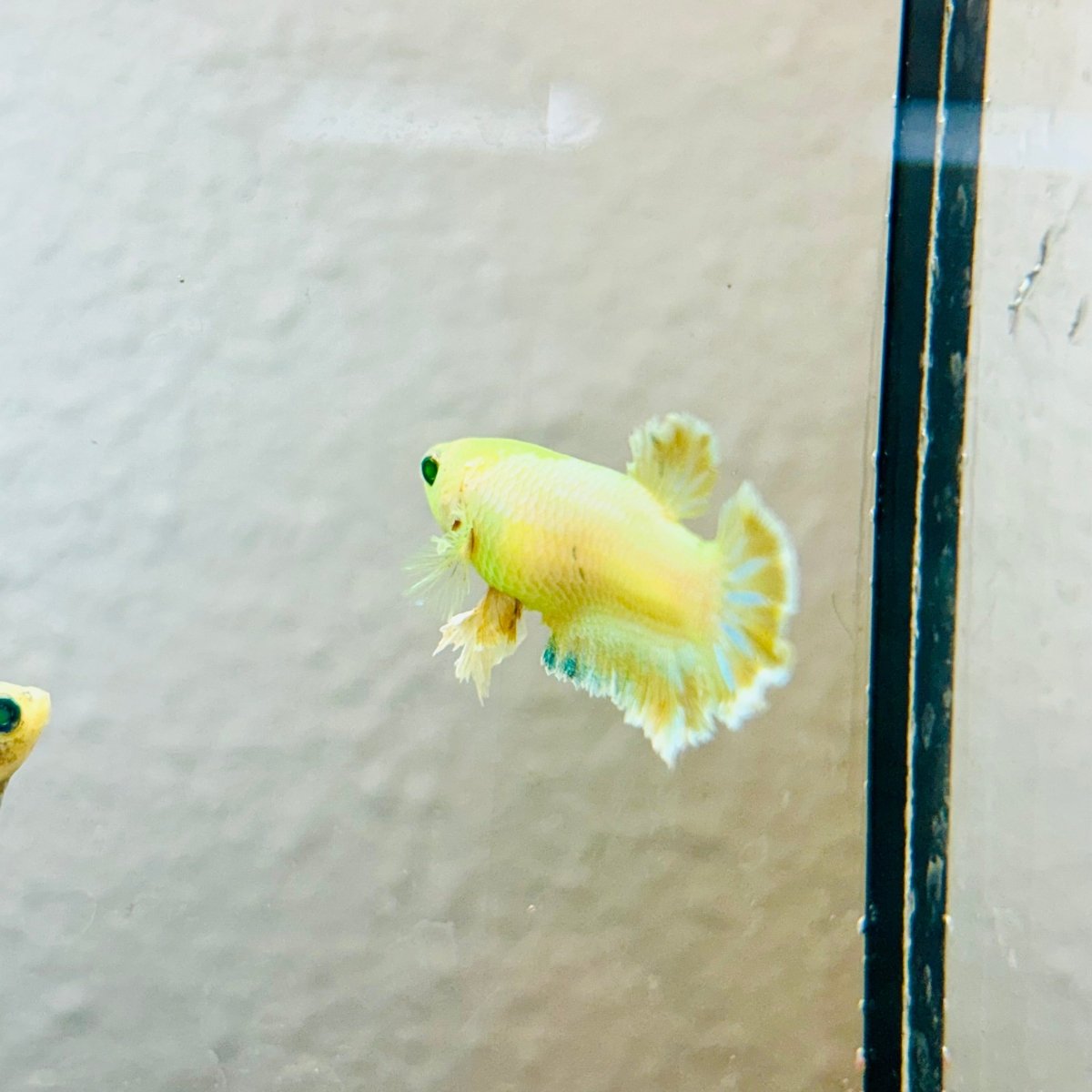 Plakat Rosetail Yellow Neon Female Betta 106