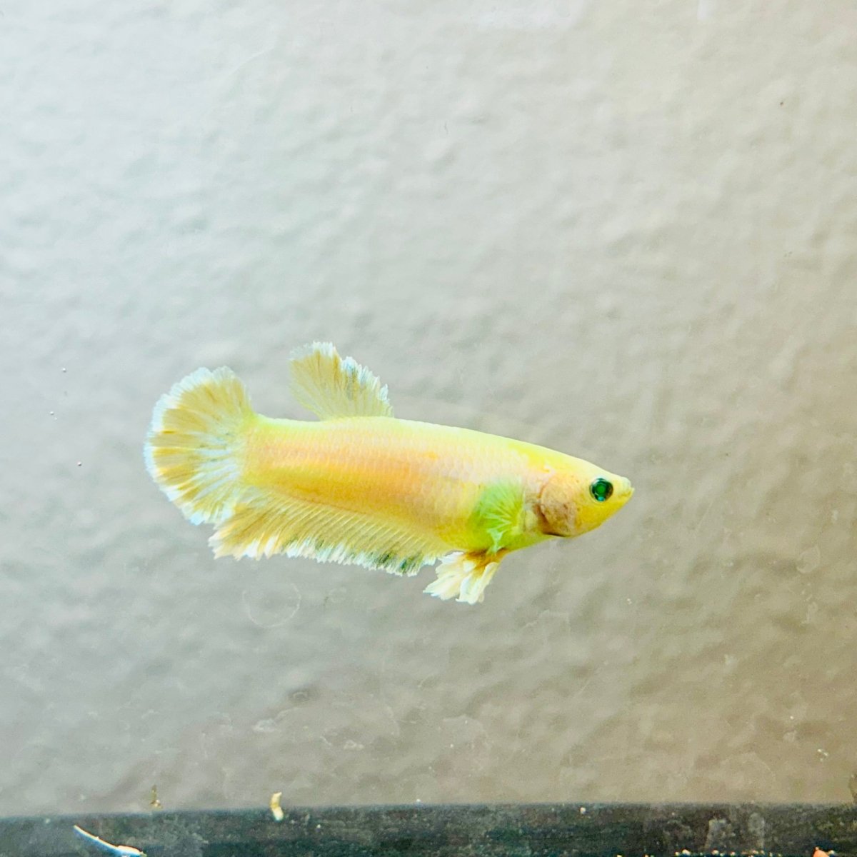 Plakat Rosetail Yellow Neon Female Betta 106