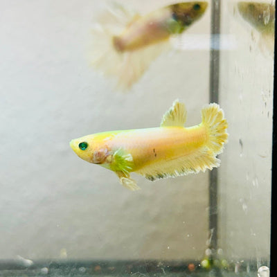 Plakat Rosetail Yellow Neon Female Betta 106
