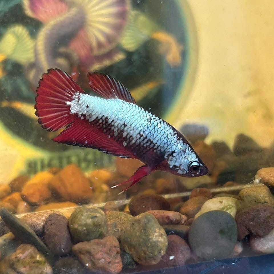 Plakat Samurai Blood Red - Betta Breeding Pair