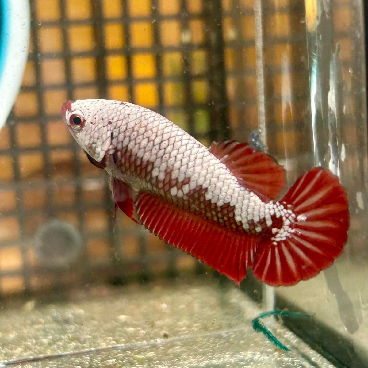 Plakat Samurai Blood Red - Betta Breeding Pair
