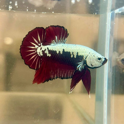 Plakat Samurai Blood Red - Betta Breeding Pair