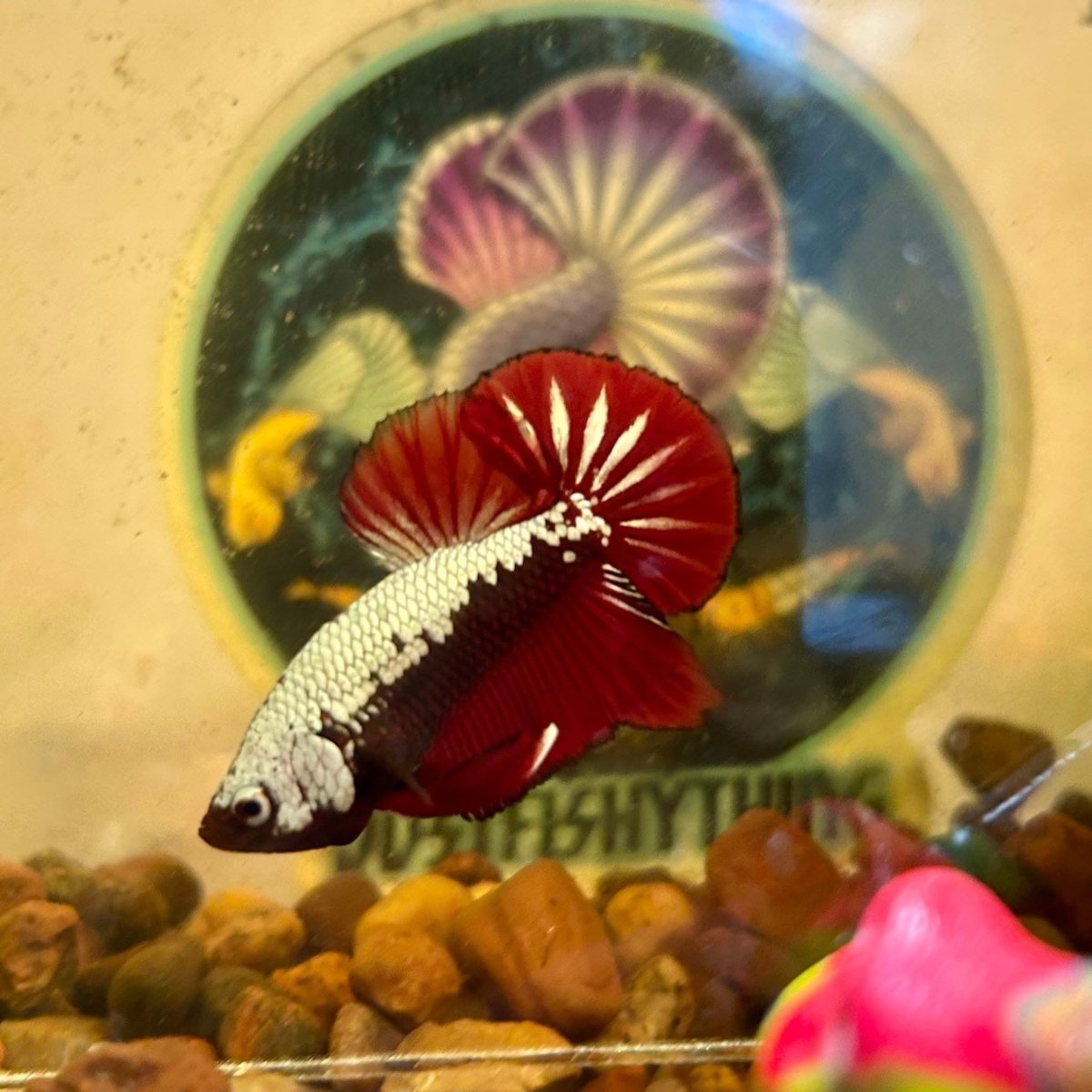 Plakat Samurai Blood Red - Betta Breeding Pair