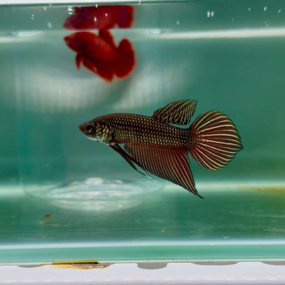 Plakat Smaragdina Male Betta M16