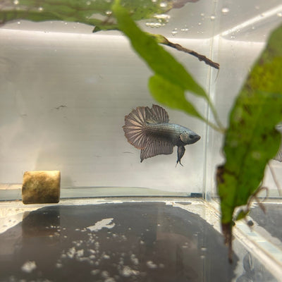 Plakat Solid Copper Male Betta N26