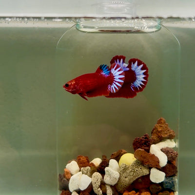 Plakat Startail Red Fancy Hellboy Female Betta J47