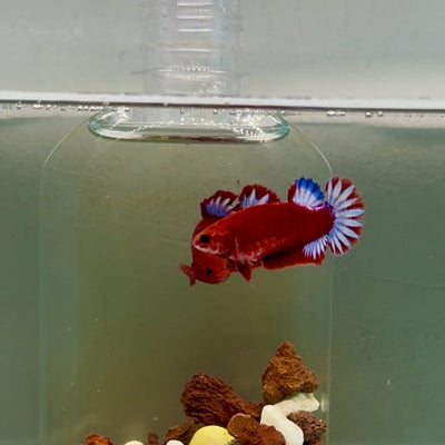 Plakat Startail Red Fancy Hellboy Female Betta J49