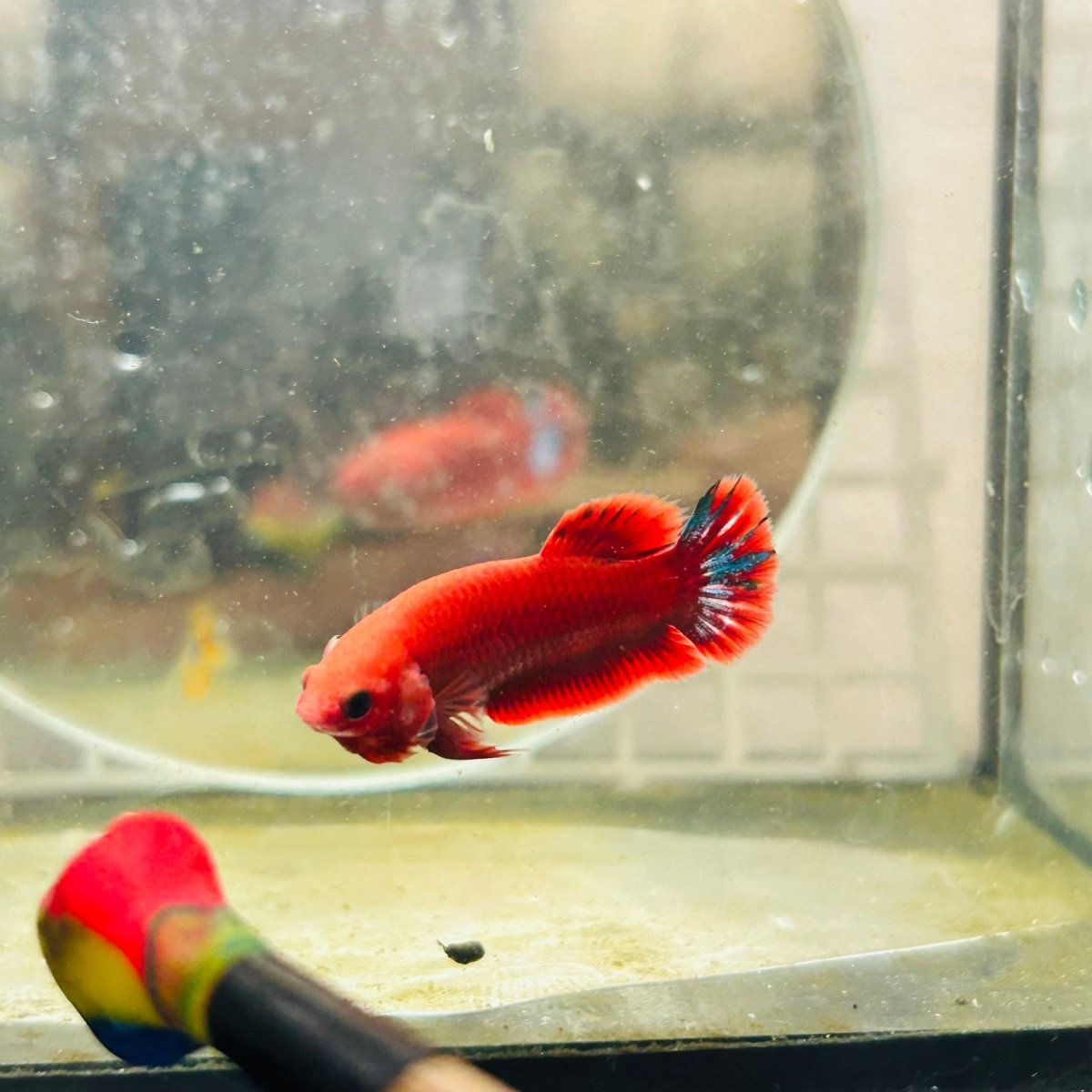 Plakat Startail Red Fancy Hellboy Female Betta N89