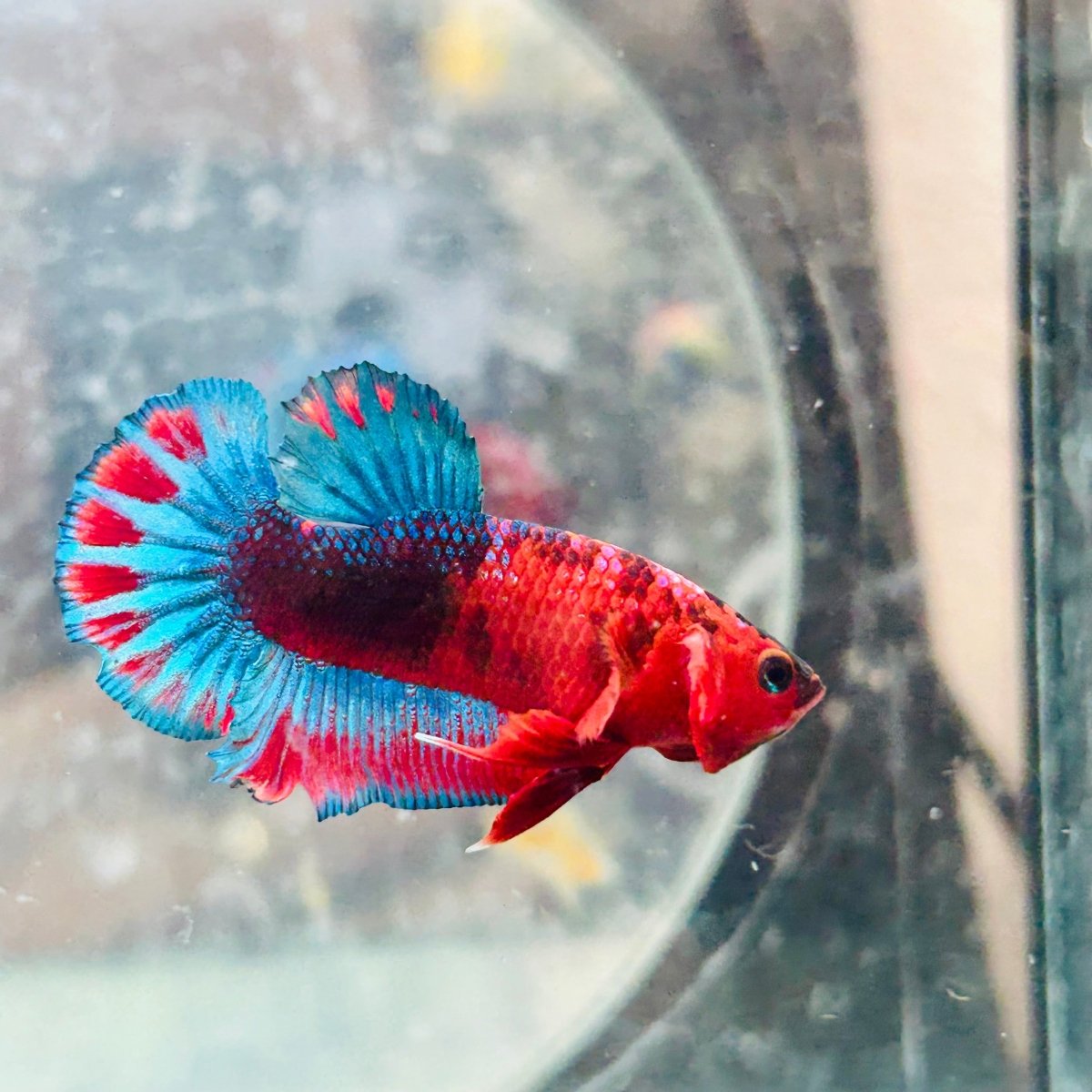 Plakat Startail Red Fancy Hellboy Male Betta 006