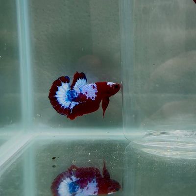 Plakat StarTail Red Fancy Male Betta N78