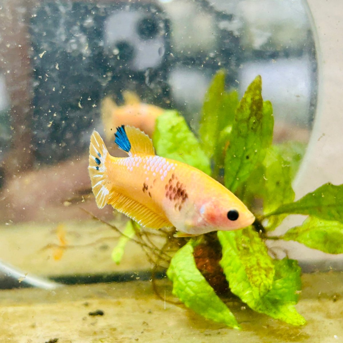 Plakat Startail Yellow Fancy Hellboy Female Betta 057