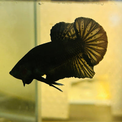 Plakat Super Black Male Betta 157
