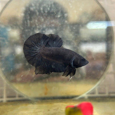 Plakat Super Black Male Betta 190