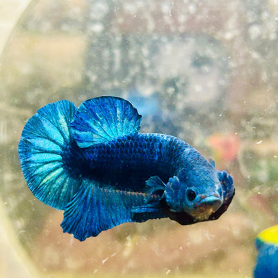 Plakat Super Blue Male Betta 013
