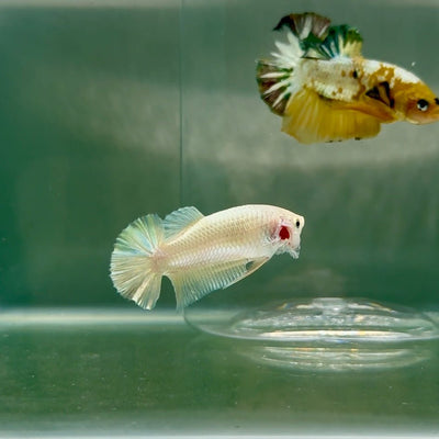 Plakat Super Gold Female Betta F10