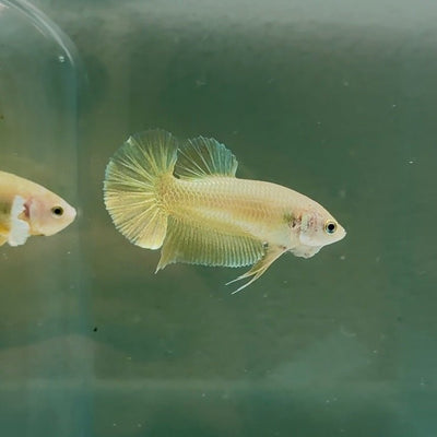 Plakat Super Gold Female Betta N52