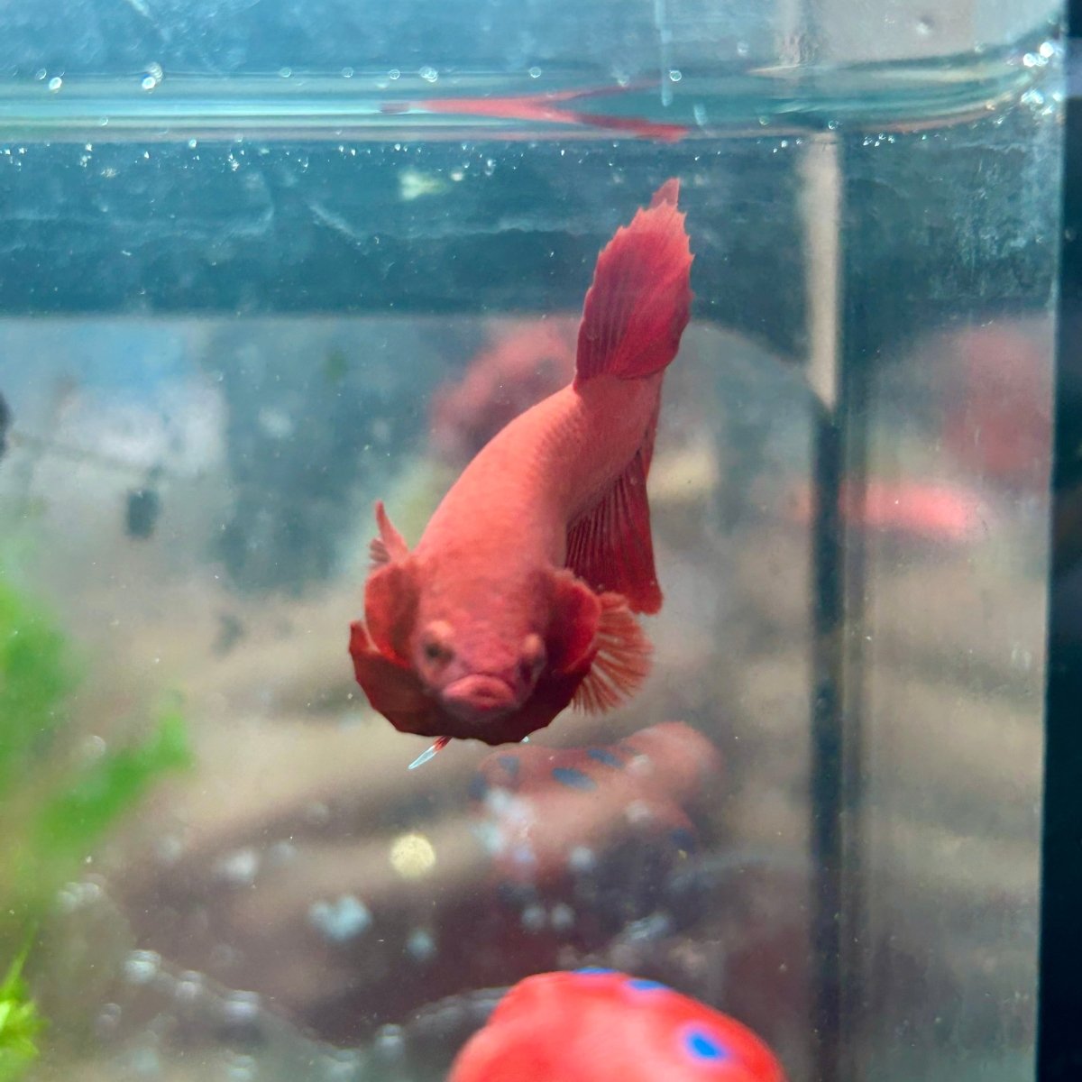 Plakat Super Red Indo Male Betta 016