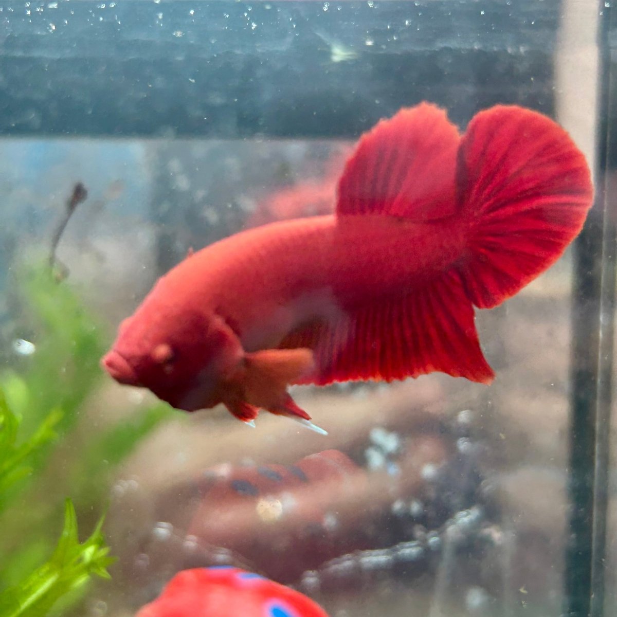 Plakat Super Red Indo Male Betta 016