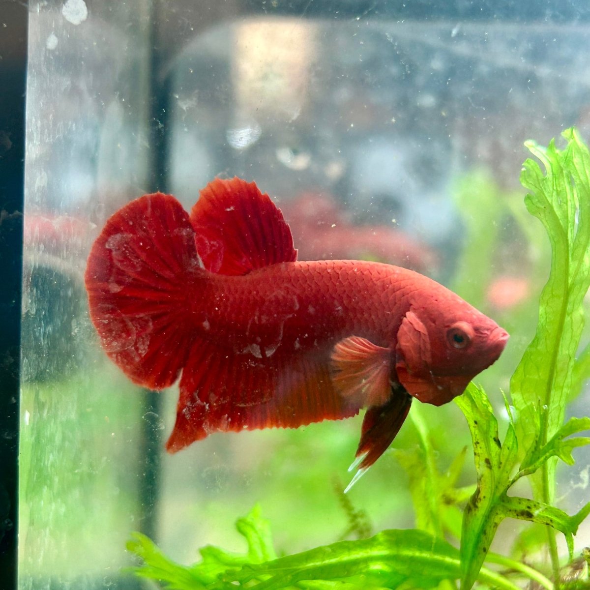 Plakat Super Red Indo Male Betta 016
