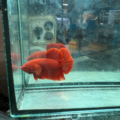 Plakat Super Red Indo Male Betta 095