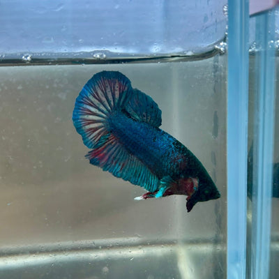 Plakat Turquoise Hulk Male Betta 089