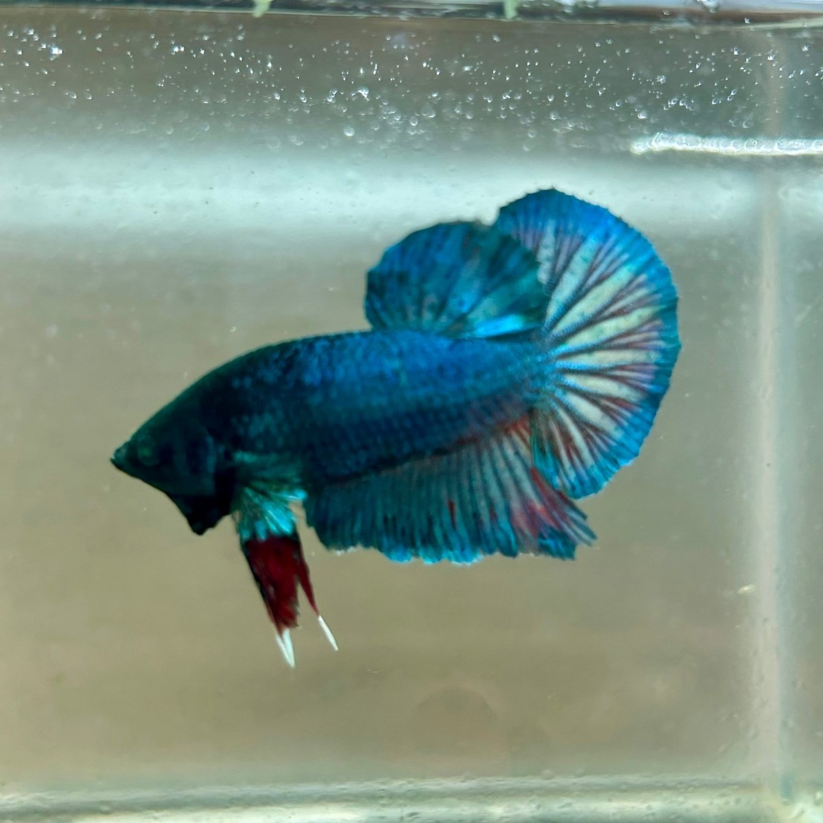 Plakat Turquoise Hulk Male Betta 089