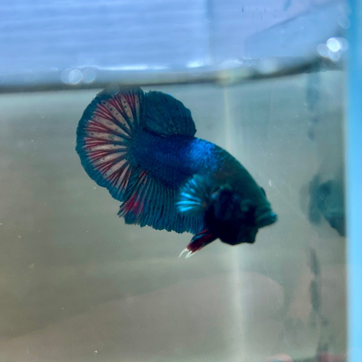 Plakat Turquoise Hulk Male Betta 089