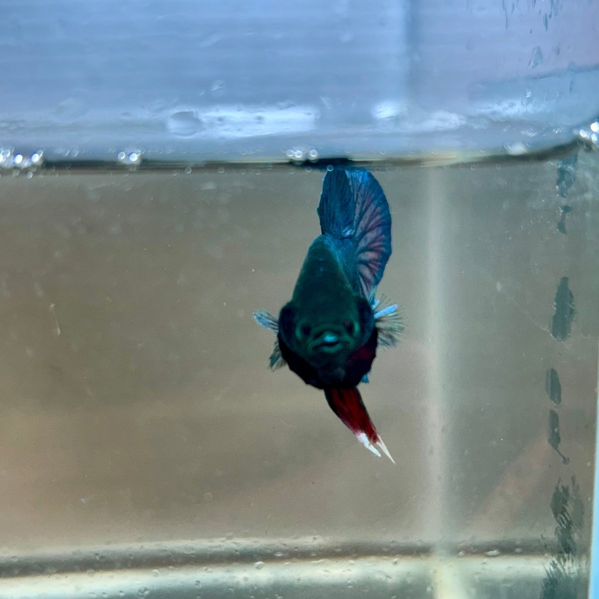 Plakat Turquoise Hulk Male Betta 089
