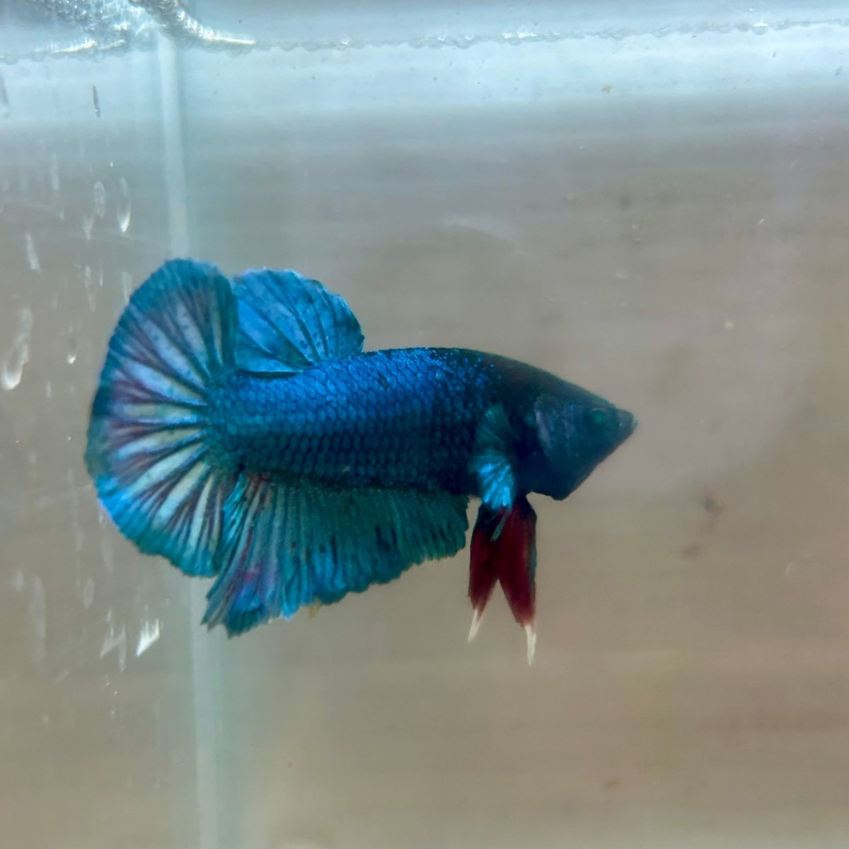 Plakat Turquoise Hulk Male Betta 089