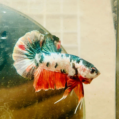 Plakat White Copper Koi Male Betta 103