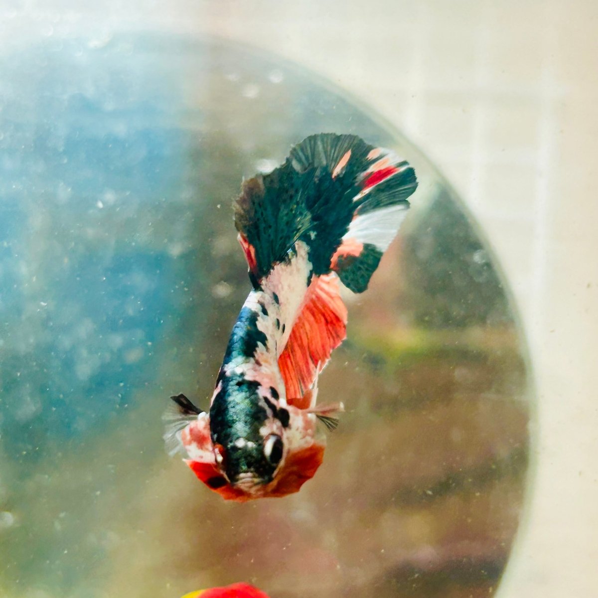 Plakat White Copper Koi Male Betta 103