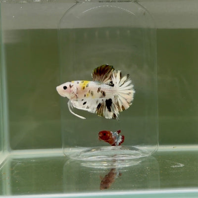 Plakat White Dot Metallic Male Betta D39