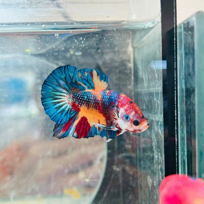 Plakat White Dot Metallic Male Betta S64