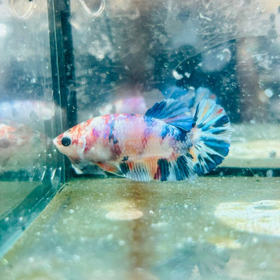 Plakat White Koi Candy Female Betta 054 Female betta