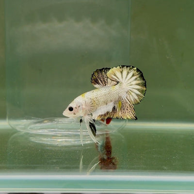 Plakat White Rim Metallic Male Betta D38