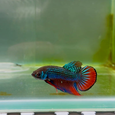 Plakat Wild Imbellis Male Betta M109