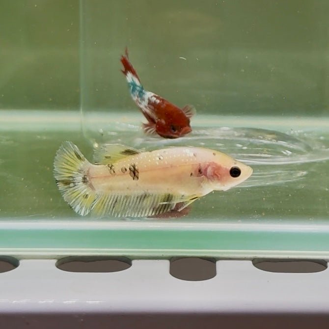 Plakat Yellow Dot Metallic Female Betta D40