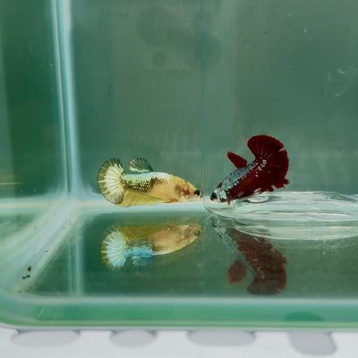 Plakat Yellow Fancy Copper Female Betta N73