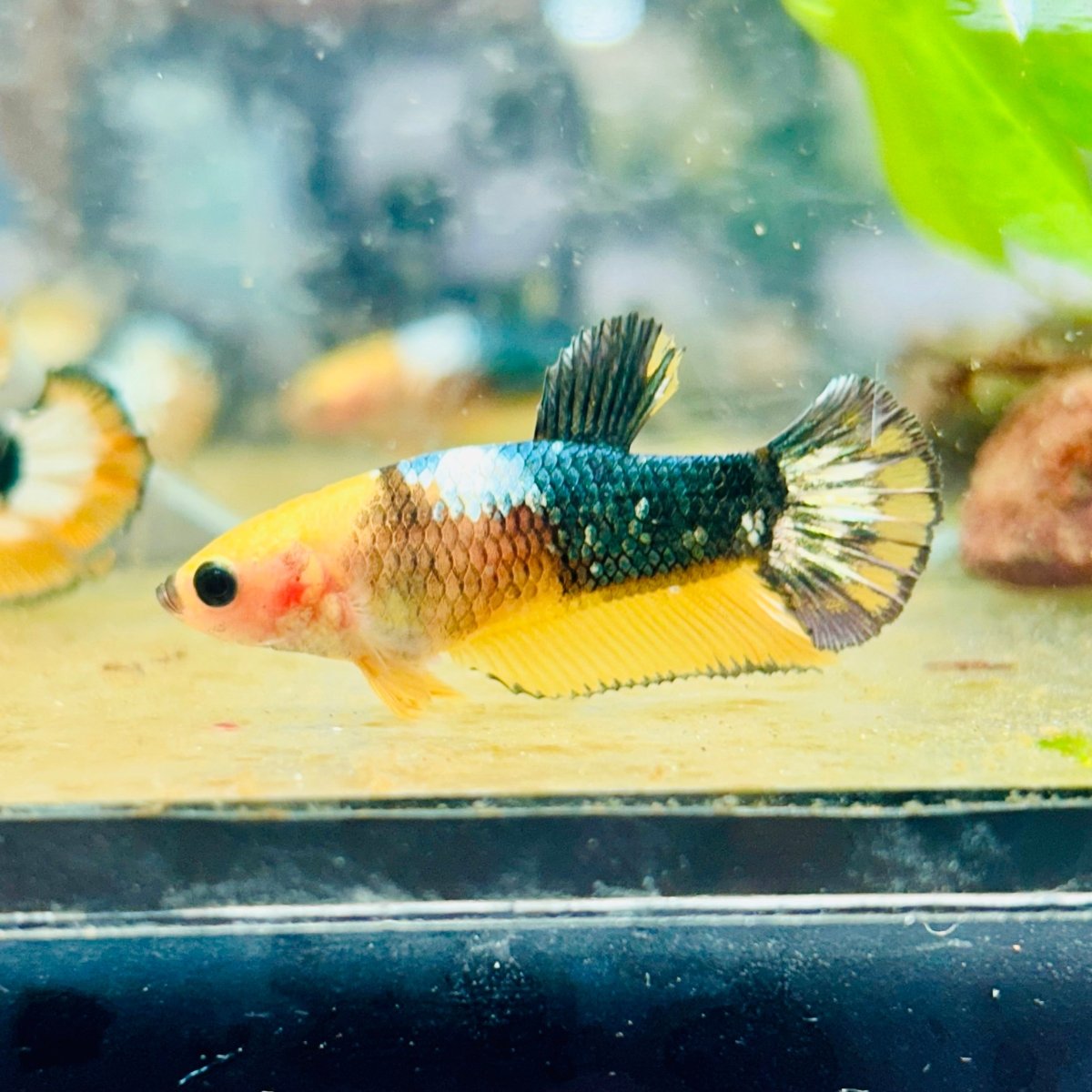Plakat Yellow Fancy Copper Female Betta N73