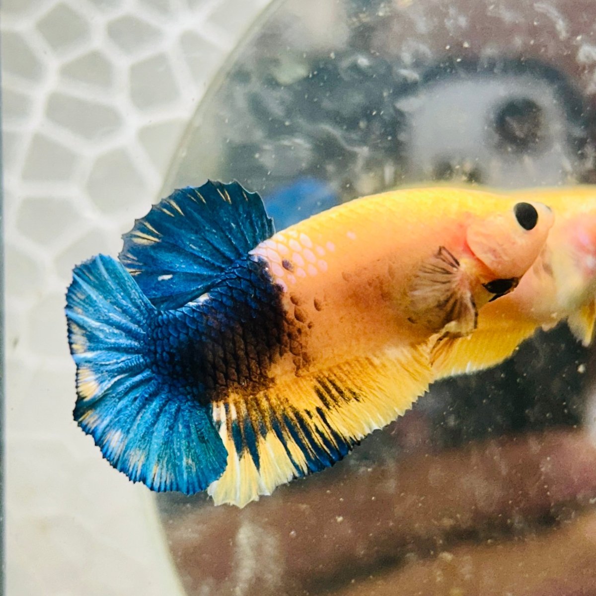 Plakat Yellow Fancy Copper Male Betta M14