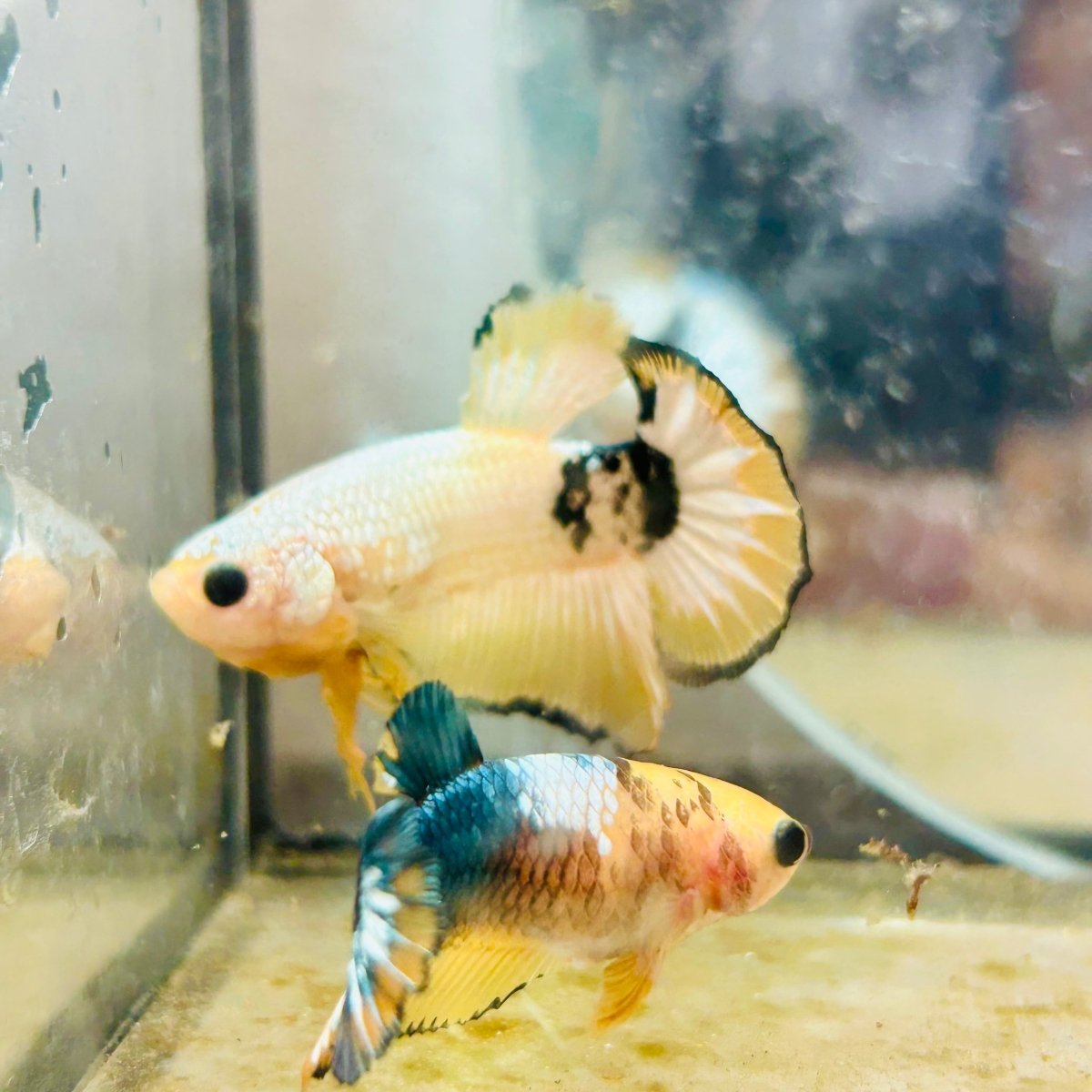 Plakat Yellow Fancy Copper Male Betta N71