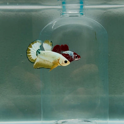 Plakat Yellow Fancy Copper Male Betta N71